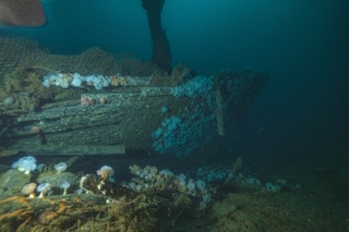 ROV photo of the wreck site as seen on the seafloor during the 2021 mission. (NOAA/U.S. Coast Guard) ROV photo of the wreck site as seen on the seafloor during the 2021 mission. (NOAA/U.S. Coast Guard)
